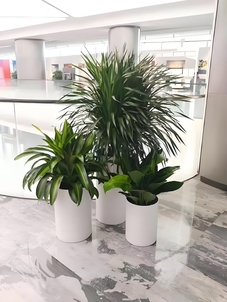 宁波慈溪绿植租赁